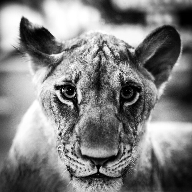 Close-up portrait of lion