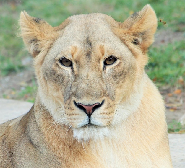 Photo close-up portrait of lion