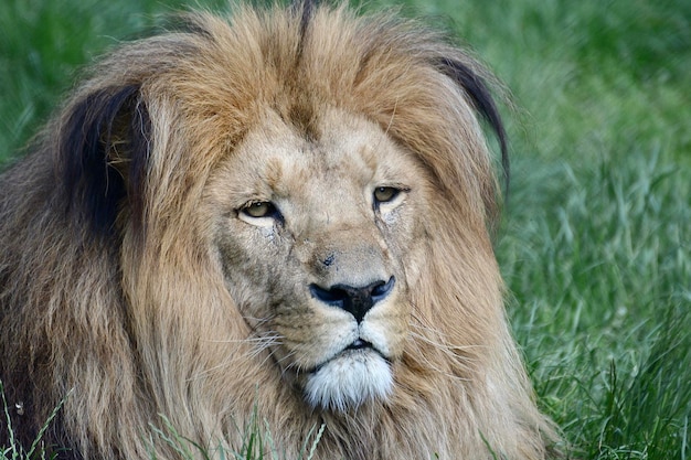 Foto ritratto di un leone da vicino