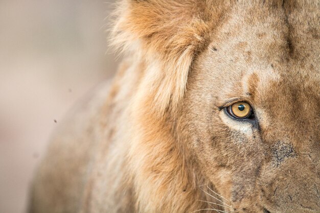 Photo close-up portrait of lion