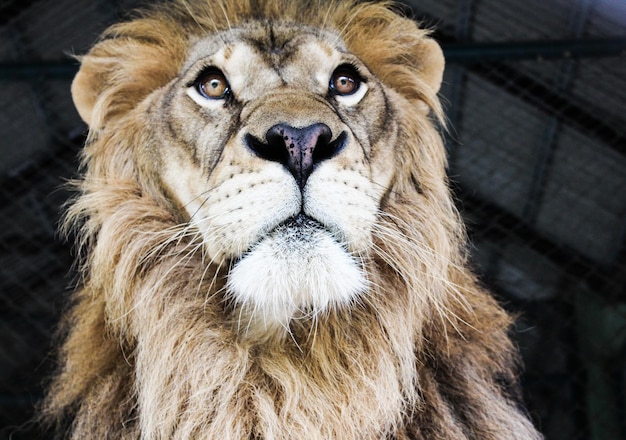 Photo close-up portrait of lion