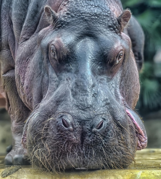 Photo close-up portrait of lion