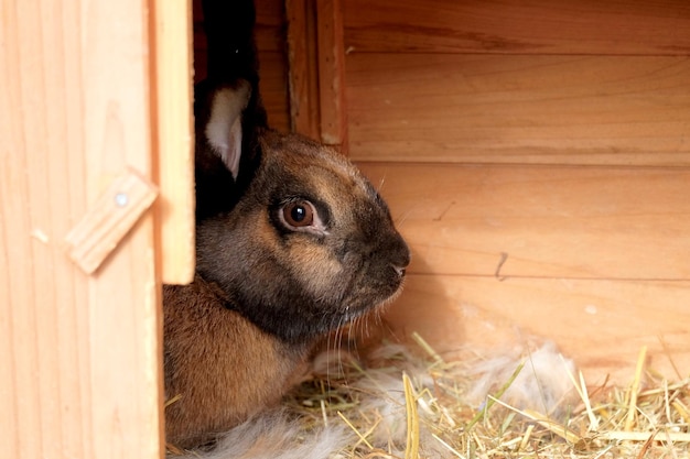Close-up portrait of a little rabbit