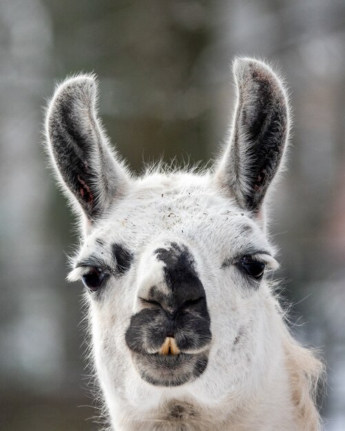 Close up portrait of llama