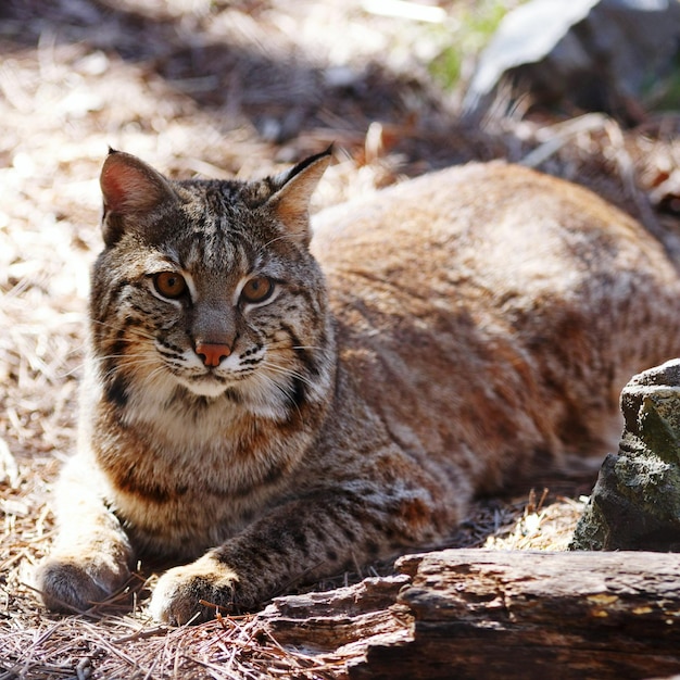 Foto ritratto di un lince da vicino