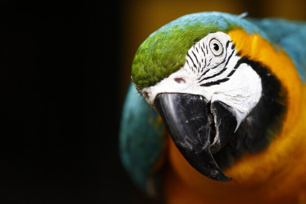 Close-up portrait of macaw against black background