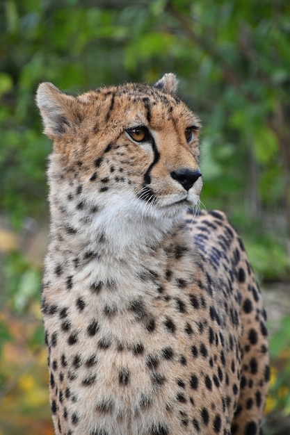 Close up on portrait of male African cheetah