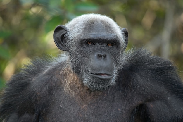 男性のチンパンジーの肖像画をクローズアップ