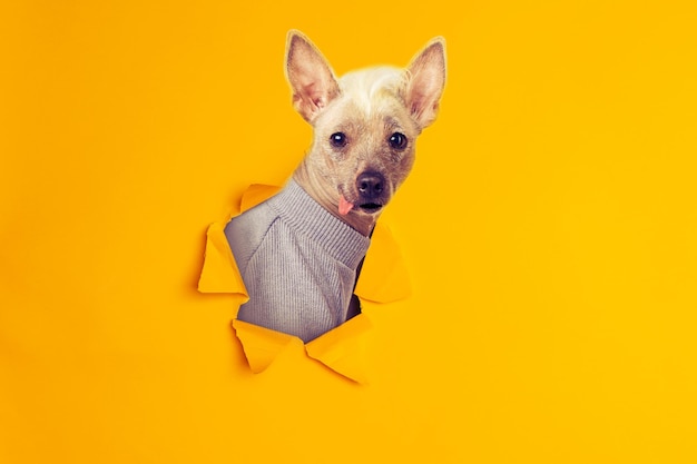 Close up Portrait of a male Chinese Crested Dog looking in paper torn hole in yellow background with copy space