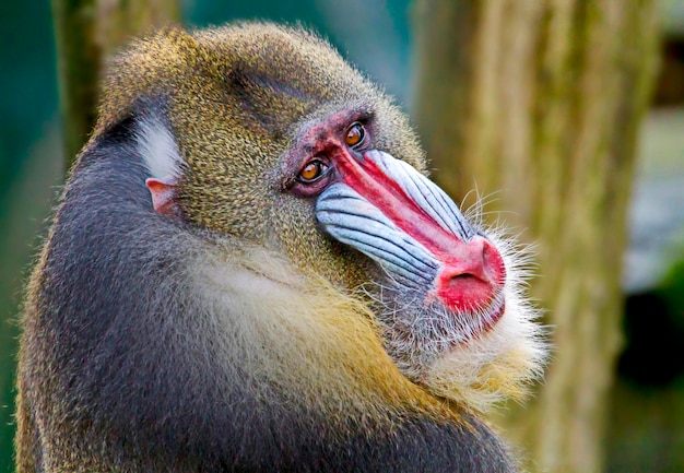 Photo close-up portrait of mandrill