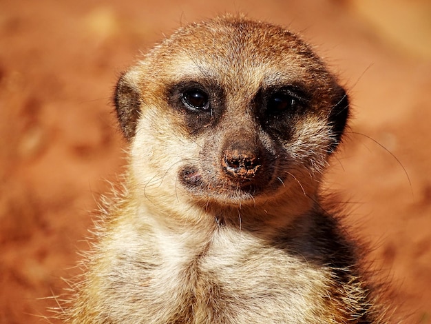 Photo close-up portrait of meerkat