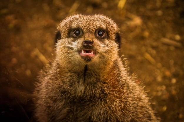 Close-up portrait of meerkat