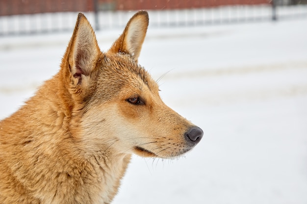 Портрет конца-вверх собаки шавки в профиле против белой предпосылки снега. Грустная бездомная собака бродит по сугробам в зимний день