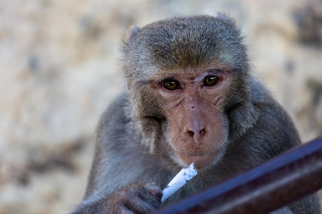 Close-up portrait of a monkey. Asia