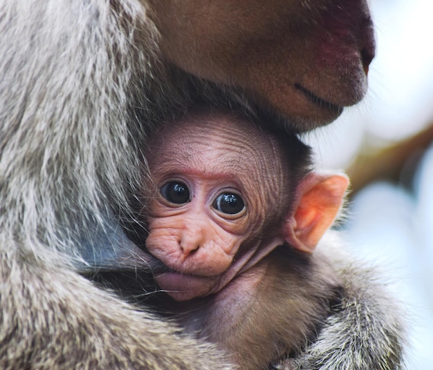 Foto ritratto da vicino di una scimmia e di un bambino