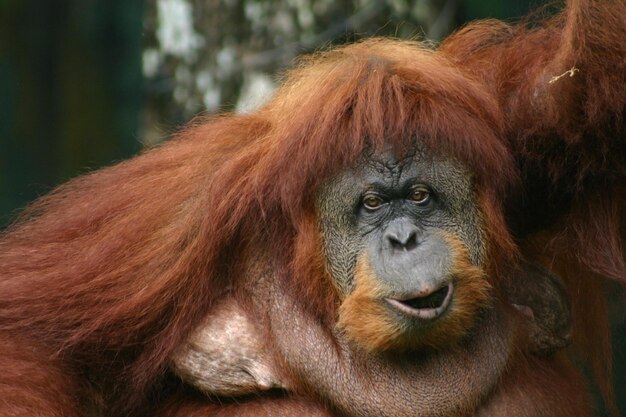 Close-up portrait of monkey in forest