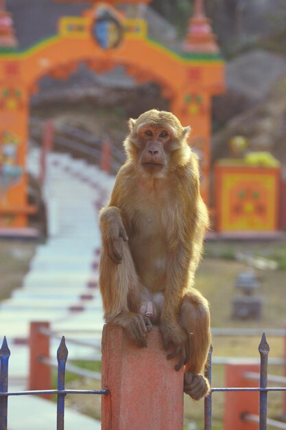 Photo close-up portrait of monkey sitting on fence