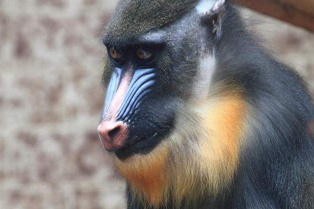 Photo close-up portrait of a monkey