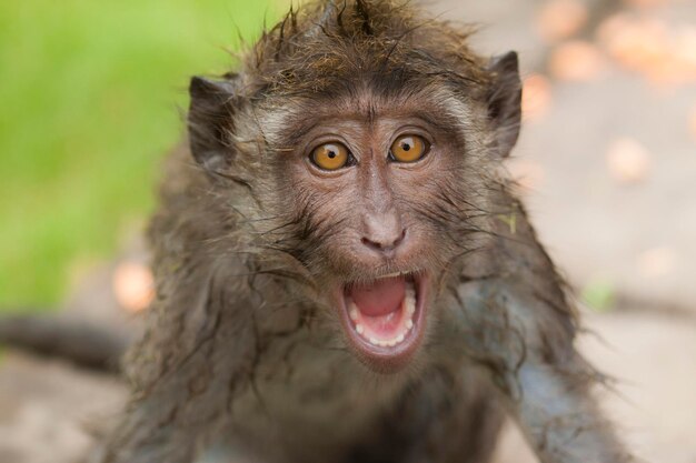 Photo close-up portrait of monkey