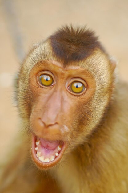 Foto ritratto di scimmia in primo piano