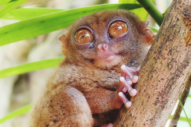 Photo close-up portrait of a monkey