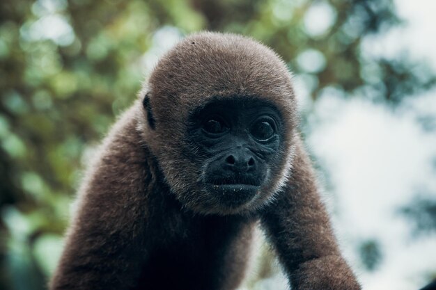 Photo close-up portrait of monkey