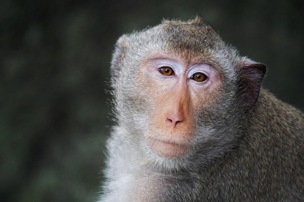 close-up portrait of monkey