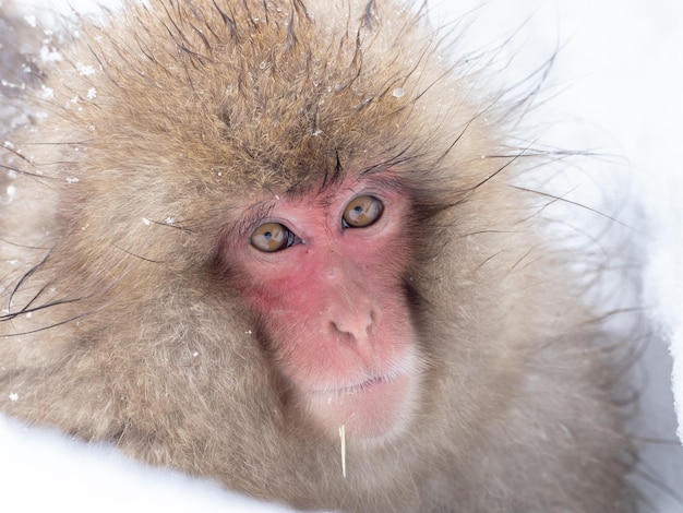 Close-up portrait of a monkey