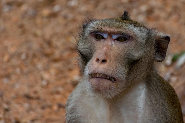 Close-up portrait of monkey