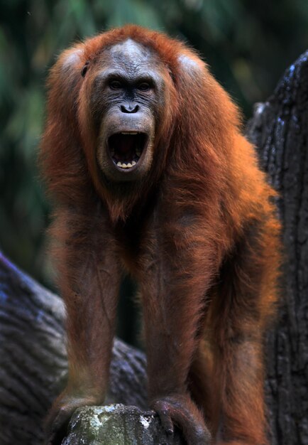 close-up portrait of a monkey