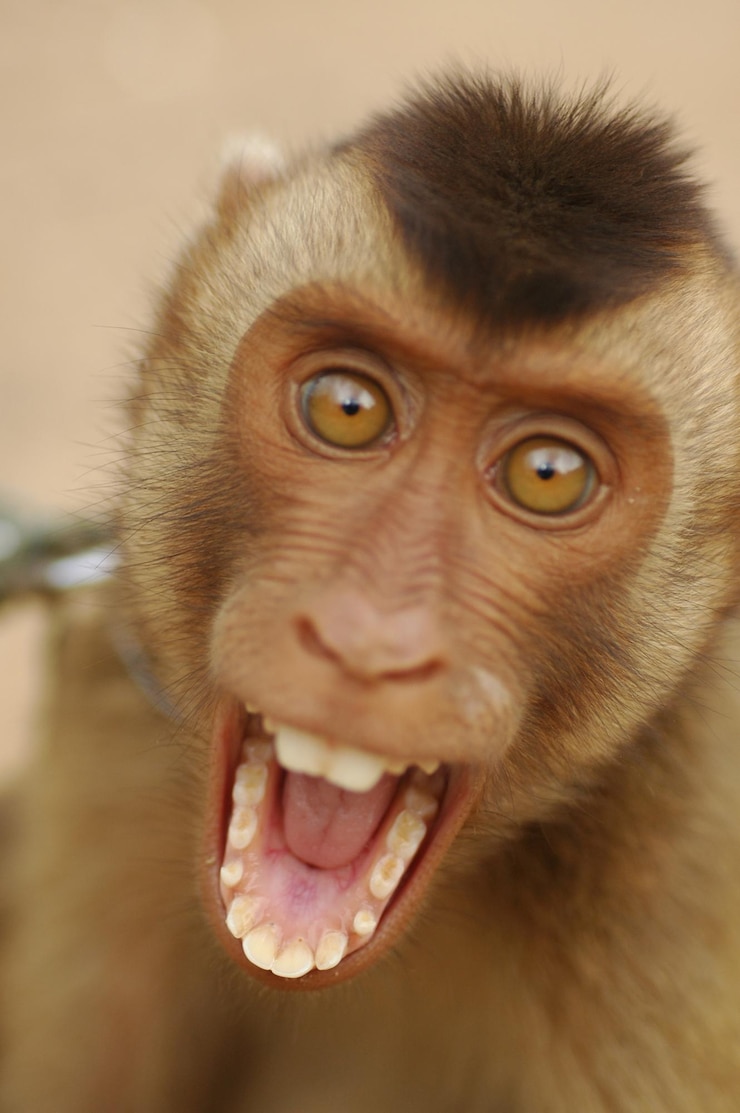 Photo close-up portrait of a monkey