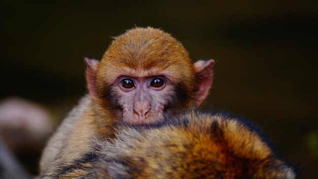 Photo close-up portrait of a monkey