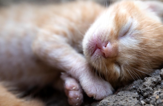 Close up portrait of newborn sleeping red hair baby kittens laying on the ground soft background