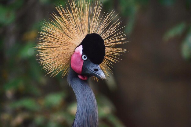 写真 鳥のクローズアップ肖像画