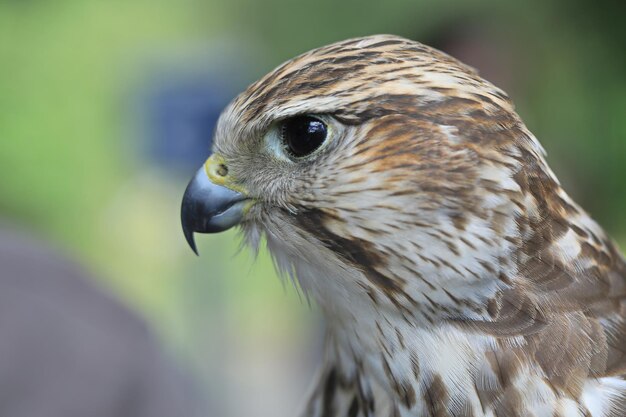 写真 鳥のクローズアップポートレート