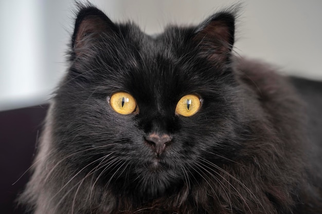 Крупным планом портрет черной кошки с желтыми глазами, отдыхая дома.
