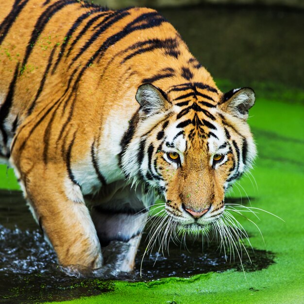 写真 水を飲んでいる猫のクローズアップ肖像画