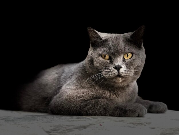 Фото Портрет кошки вблизи на черном фоне