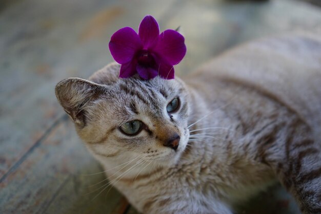 Фото Портрет кошки вблизи