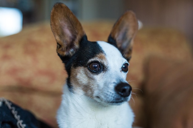 Фото Портрет собаки вблизи дома