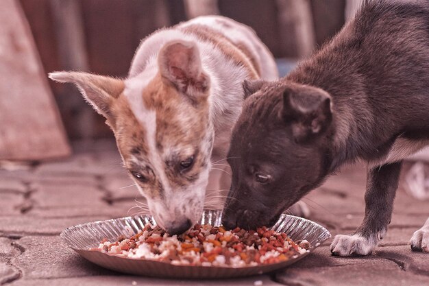 写真 食べ物を食べている犬のクローズアップ肖像画