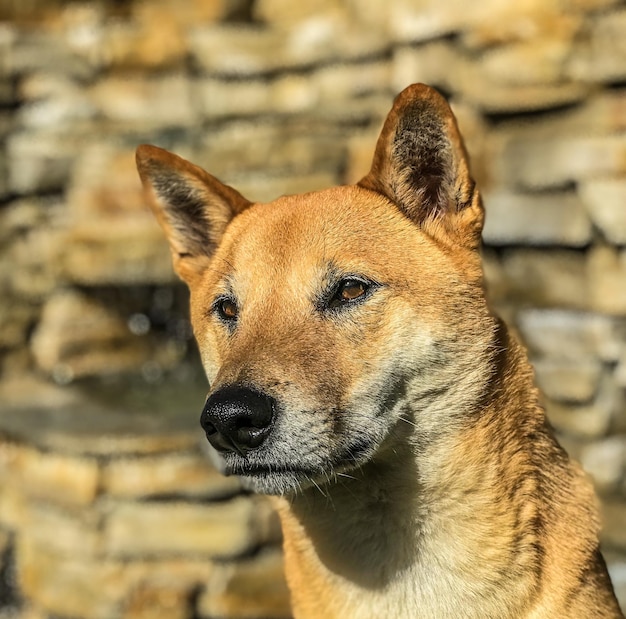 写真 遠くを見ている犬のクローズアップ肖像画