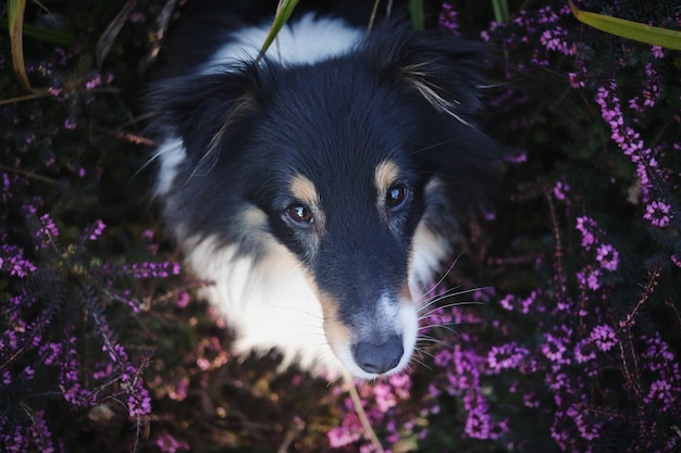Фото Портрет собаки в крупном плане
