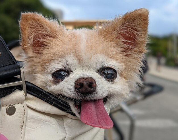 写真 犬のクローズアップポートレート