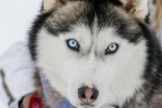 写真 犬のクローズアップポートレート