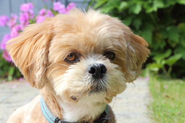 写真 犬のクローズアップポートレート