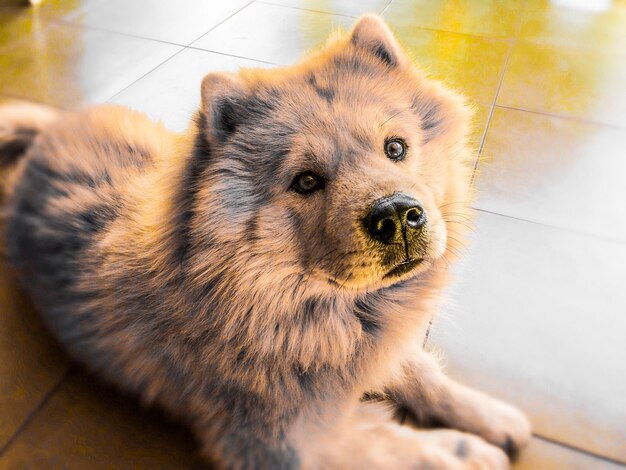 写真 犬のクローズアップポートレート