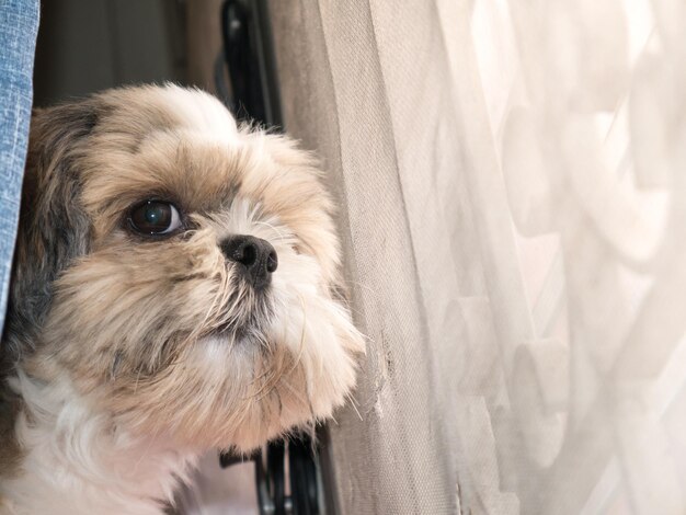 写真 犬のクローズアップポートレート