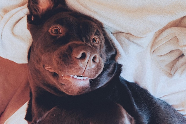 写真 犬のクローズアップポートレート