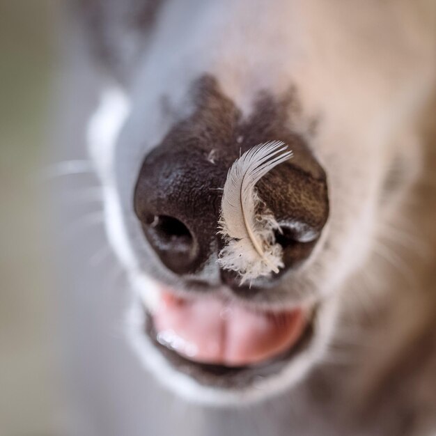 写真 馬のクローズアップポートレート